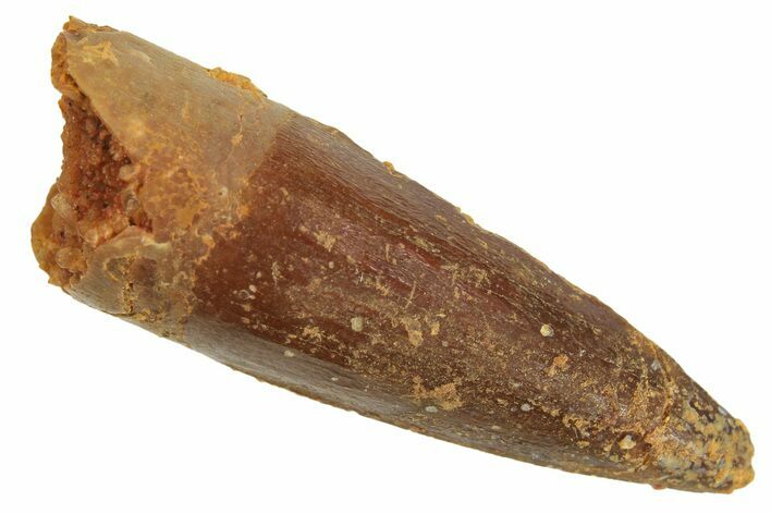 Juvenile Fossil Spinosaurus Tooth - Real Dinosaur Tooth #296947